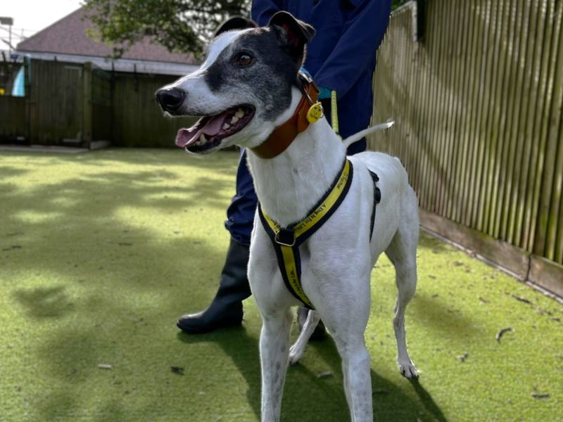 Disco | Greyhound | Canterbury - 3