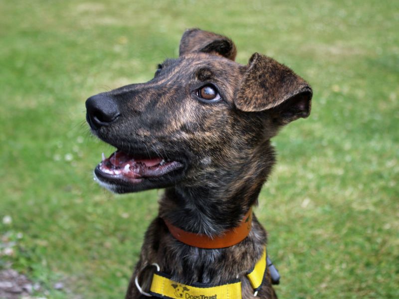 Lenny | Lurcher | Merseyside (Liverpool) - 3