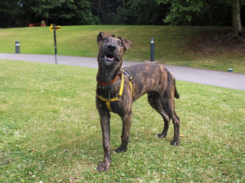 Lenny | Lurcher | Merseyside (Liverpool) - 2