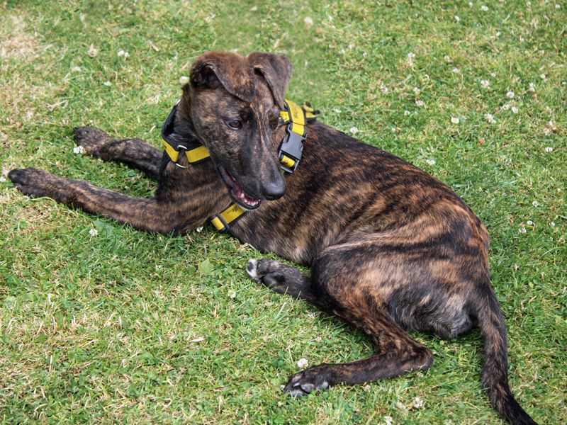 Lenny | Lurcher | Merseyside (Liverpool) - 4