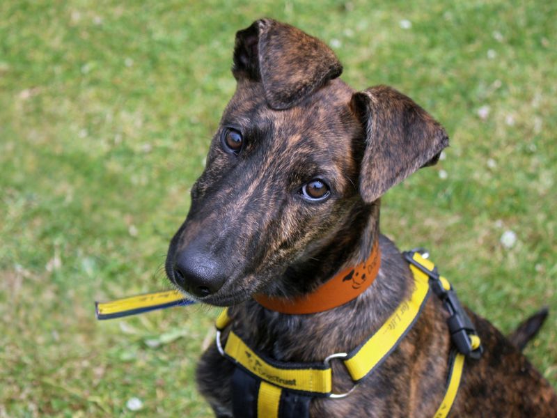 Lenny | Lurcher | Merseyside (Liverpool) - 1