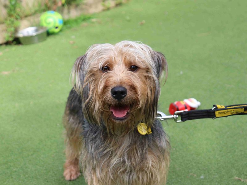 Yodel | Dachshund (Miniature Long Haired) Cross | Glasgow - 2