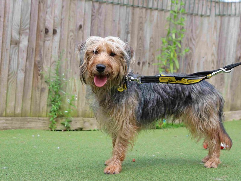 Yodel | Dachshund (Miniature Long Haired) Cross | Glasgow - 1