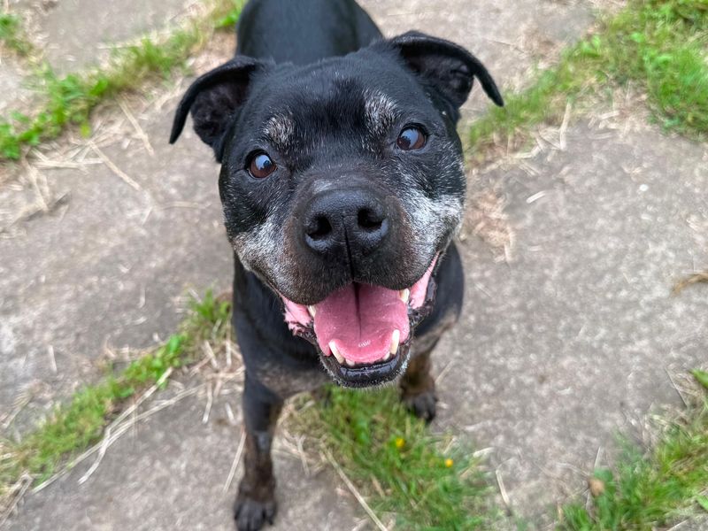 Yogi | Terrier (Staffordshire Bull) Cross | West Calder (Edinburgh) - 3