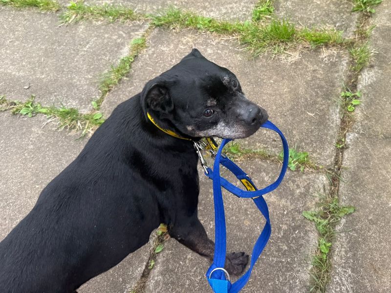 Yogi | Terrier (Staffordshire Bull) Cross | West Calder (Edinburgh) - 4