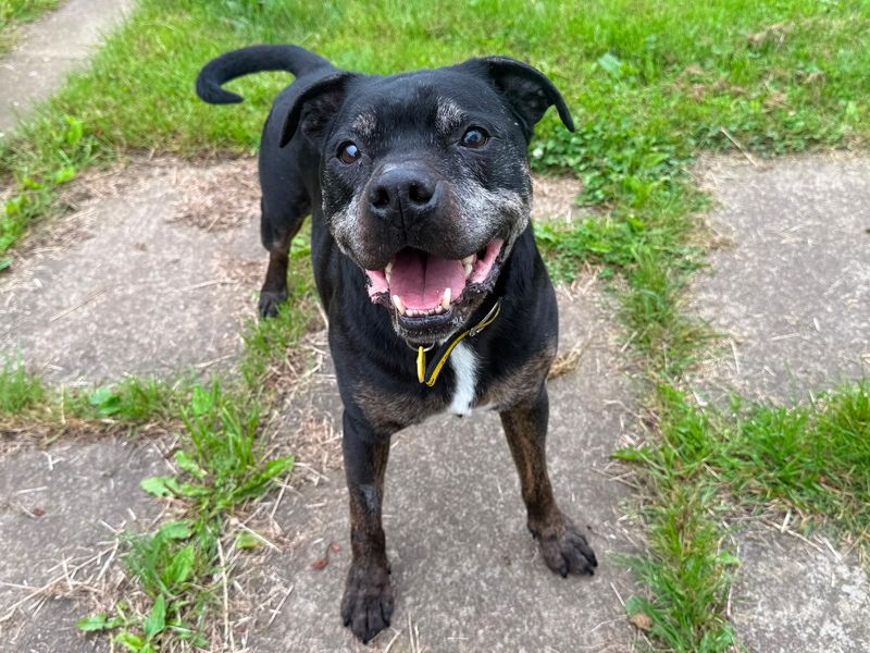 Yogi | Terrier (Staffordshire Bull) Cross | West Calder (Edinburgh) - 2