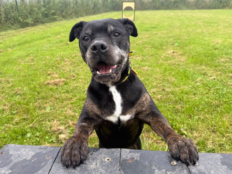 Yogi | Terrier (Staffordshire Bull) Cross | West Calder (Edinburgh) - 1