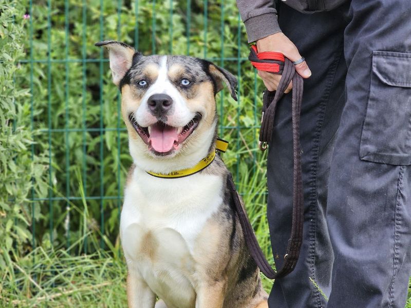 Crumpet | Crossbreed | Evesham (Worcestershire) - 1