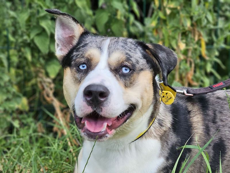 Crumpet | Crossbreed | Evesham (Worcestershire) - 2