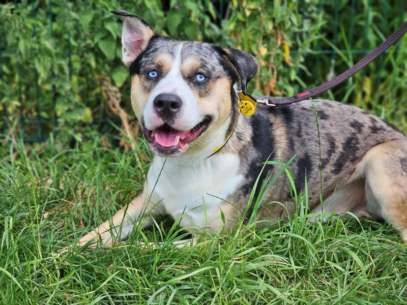 Crumpet | Crossbreed | Evesham (Worcestershire) - 3