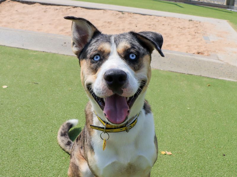 Crumpet | Crossbreed | Evesham (Worcestershire) - 1
