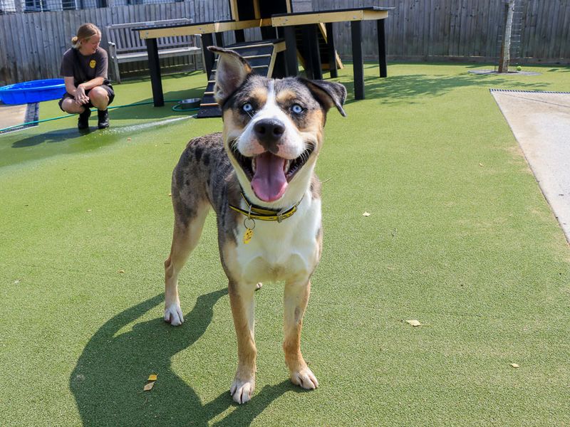 Crumpet | Crossbreed | Evesham (Worcestershire) - 4