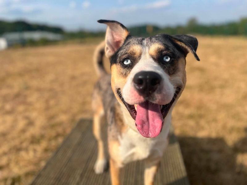 Crumpet | Crossbreed | Evesham (Worcestershire) - 3