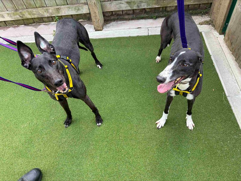 Fern | Greyhound | Loughborough - 2
