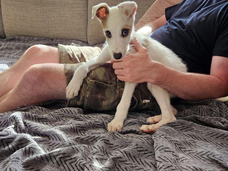 Loco | Lurcher | Glasgow - 2