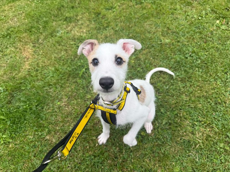 Loco | Lurcher | Glasgow - 1