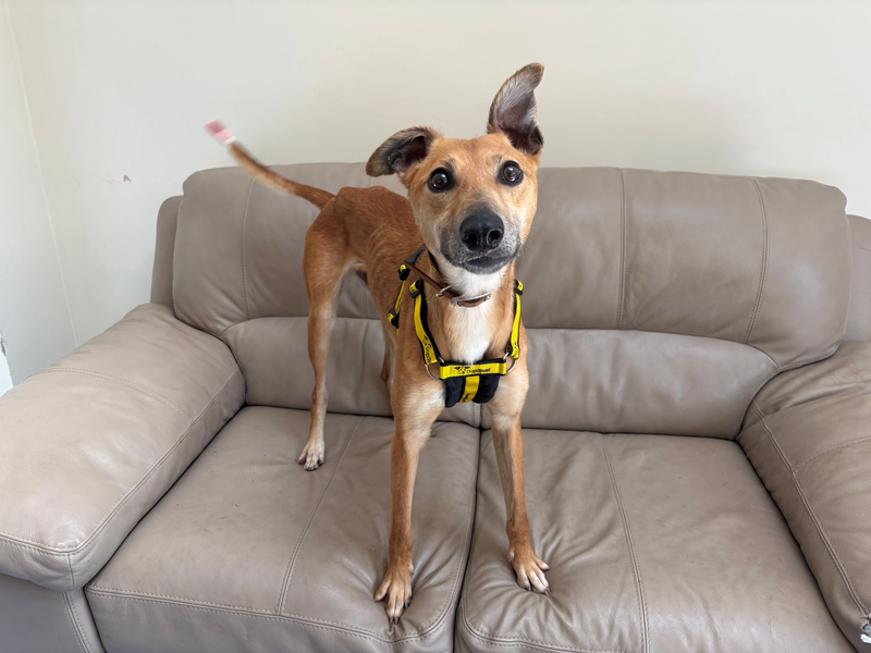 Diego | Lurcher | Loughborough - 1