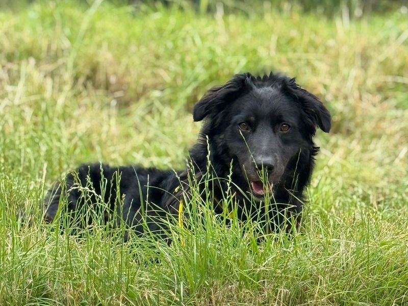 Wilbur | German Shepherd Dog Cross | Shrewsbury (Shropshire) - 1