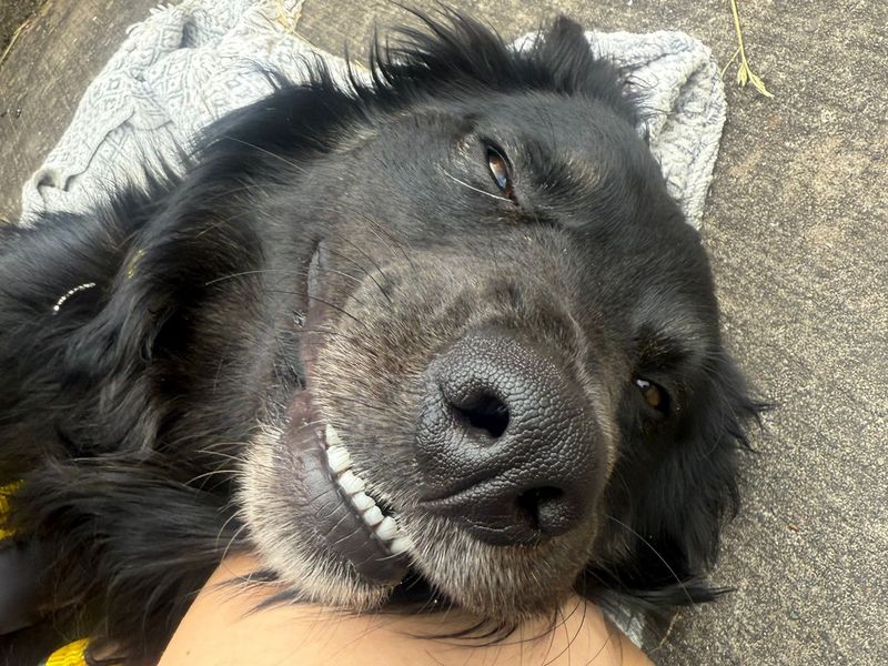 Wilbur | German Shepherd Dog Cross | Shrewsbury (Shropshire) - 2