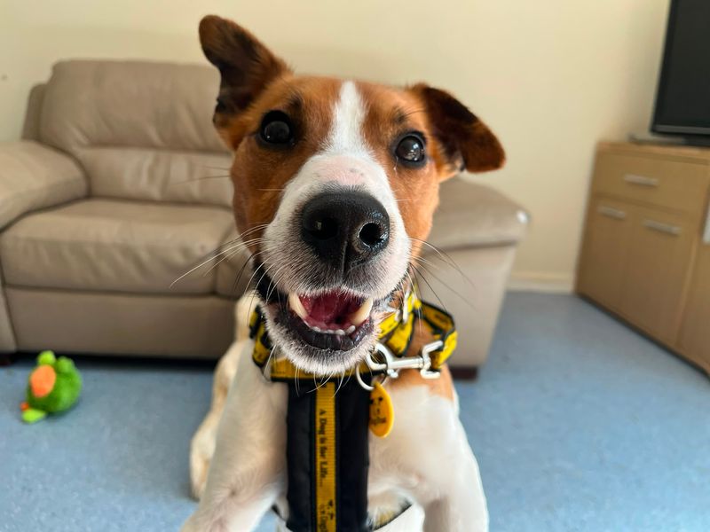 Acorn | Terrier (Jack Russell) | Loughborough - 2
