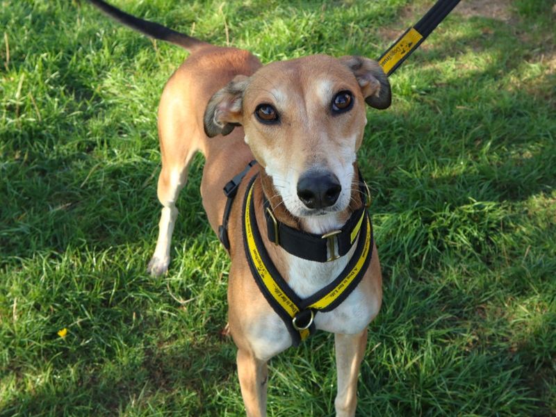 Dolly | Lurcher | Harefield West London - 3