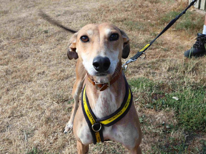 Dolly | Lurcher | Harefield West London - 1
