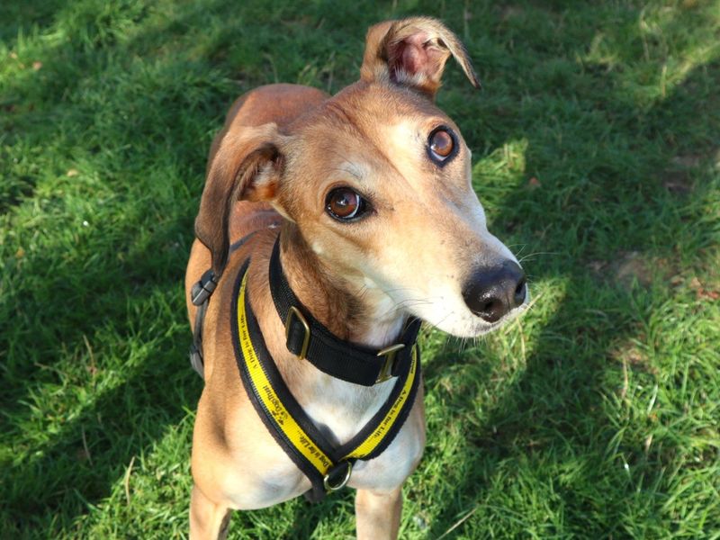 Dolly | Lurcher | Harefield West London - 2