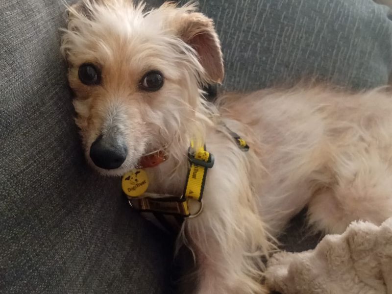 Buttercup | Whippet Cross | Loughborough - 1
