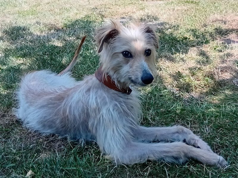 Buttercup | Whippet Cross | Loughborough - 2