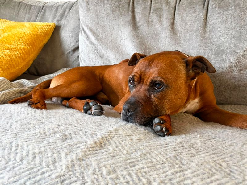 Yumi | Terrier (Staffordshire Bull) Cross | Merseyside (Liverpool) - 2