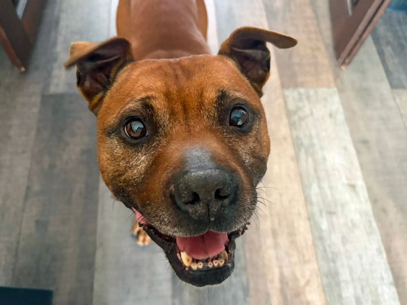 Yumi | Terrier (Staffordshire Bull) Cross | Merseyside (Liverpool) - 1