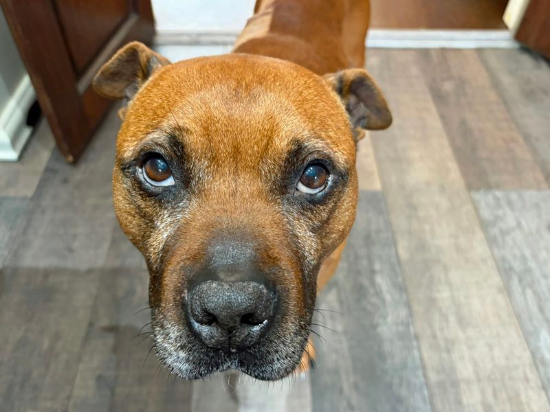 Yumi | Terrier (Staffordshire Bull) Cross | Merseyside (Liverpool) - 5
