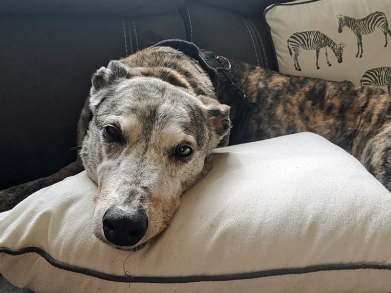 Yara | Lurcher | Merseyside (Liverpool) - 1