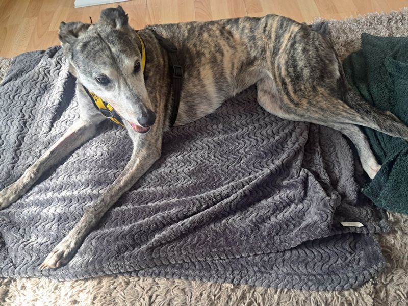 Yara | Lurcher | Merseyside (Liverpool) - 5