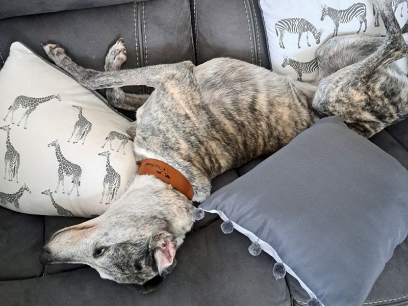 Yara | Lurcher | Merseyside (Liverpool) - 4
