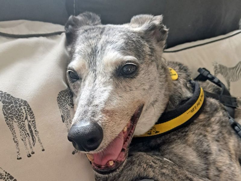 Yara | Lurcher | Merseyside (Liverpool) - 2