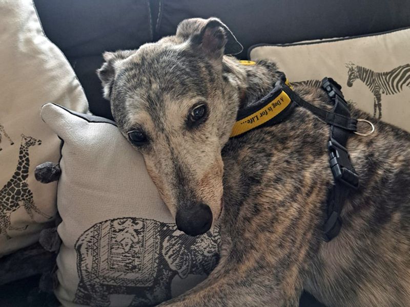 Yara | Lurcher | Merseyside (Liverpool) - 3