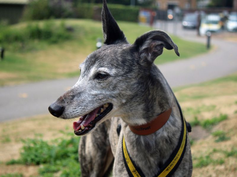 Yoshi | Whippet | Merseyside (Liverpool) - 4