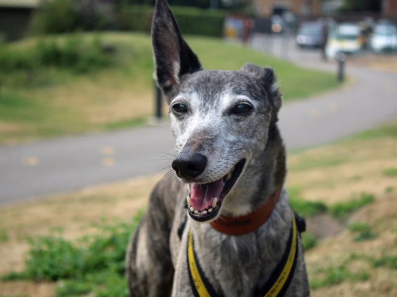 Yoshi | Whippet | Merseyside (Liverpool) - 1