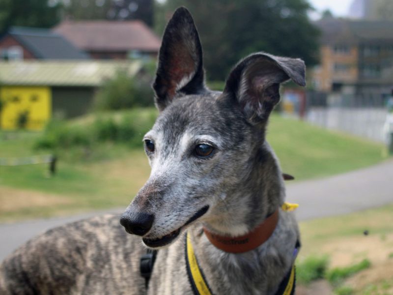 Yoshi | Whippet | Merseyside (Liverpool) - 3