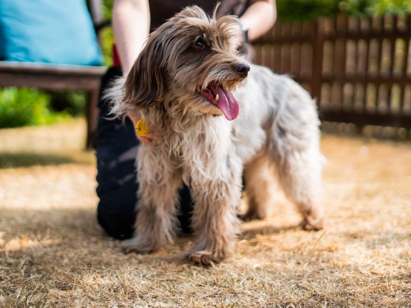 Freya | Spaniel (Cocker) Cross | Newbury (Berkshire) - 7