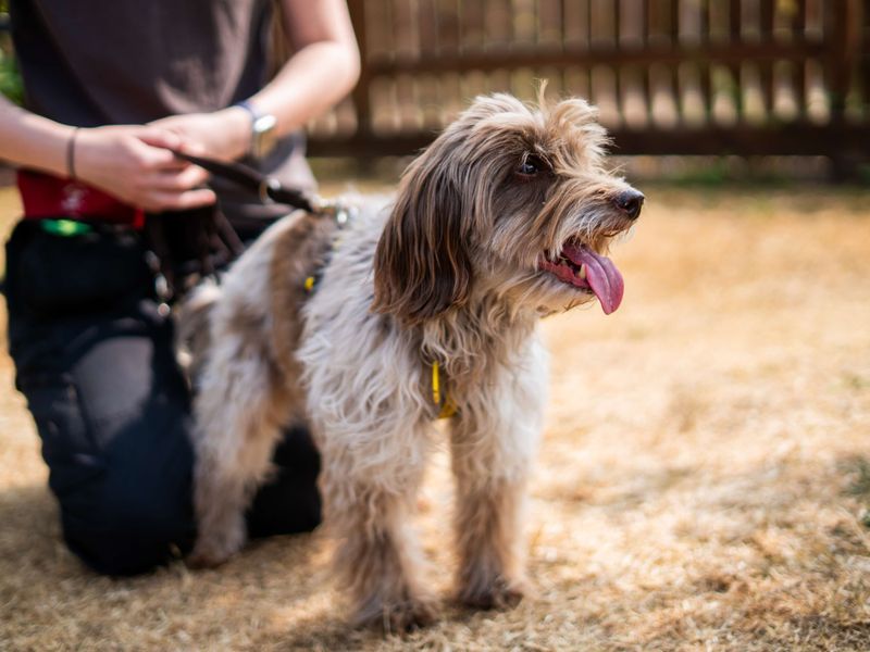 Freya | Spaniel (Cocker) Cross | Newbury (Berkshire) - 4