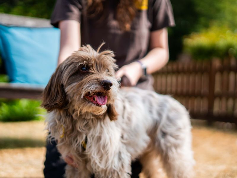 Freya | Spaniel (Cocker) Cross | Newbury (Berkshire) - 3