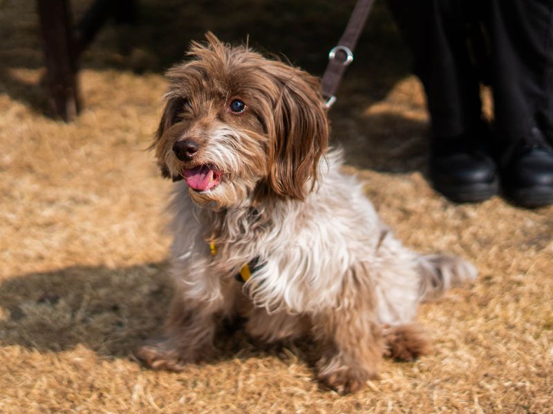 Freya | Spaniel (Cocker) Cross | Newbury (Berkshire) - 5