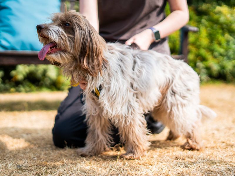 Freya | Spaniel (Cocker) Cross | Newbury (Berkshire) - 6