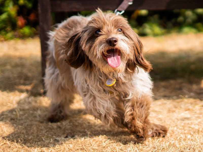 Freya | Spaniel (Cocker) Cross | Newbury (Berkshire) - 2
