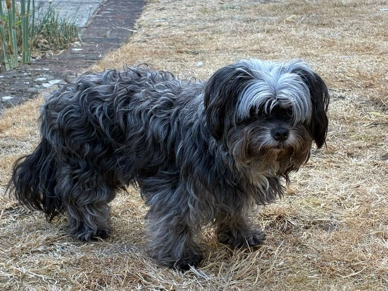 Cocker Spaniel Dogs And Puppies For Adoption