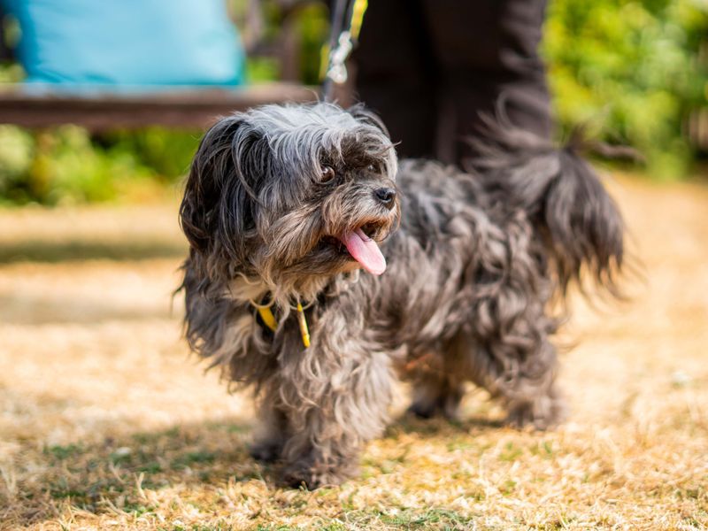 Tilda | Spaniel (Cocker) Cross | Newbury (Berkshire) - 1