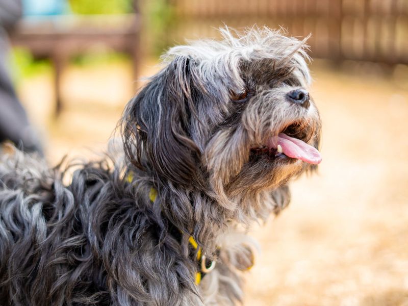 Tilda | Spaniel (Cocker) Cross | Newbury (Berkshire) - 5