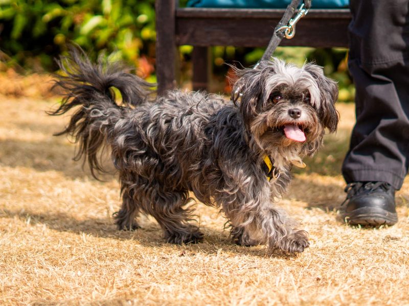 Tilda | Spaniel (Cocker) Cross | Newbury (Berkshire) - 4